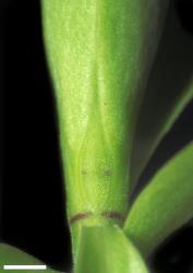 Veronica canterburiensis. Leaf bud with narrow acute sinus. Scale = 1 mm.
 Image: W.M. Malcolm © Te Papa CC-BY-NC 3.0 NZ
